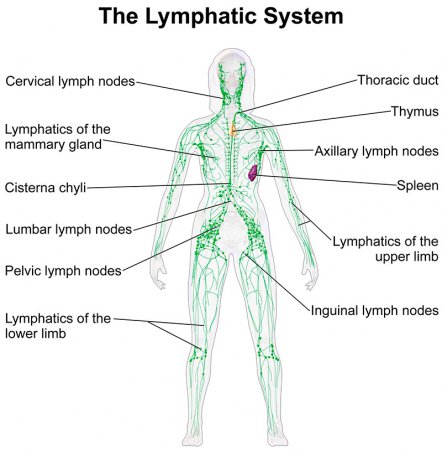 Лимфодренаж и работа лиматической сиситемы
