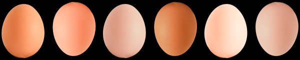 Скрэмбл или пашот? Как приготовить яйца, чтобы поддержать холестерин в норме